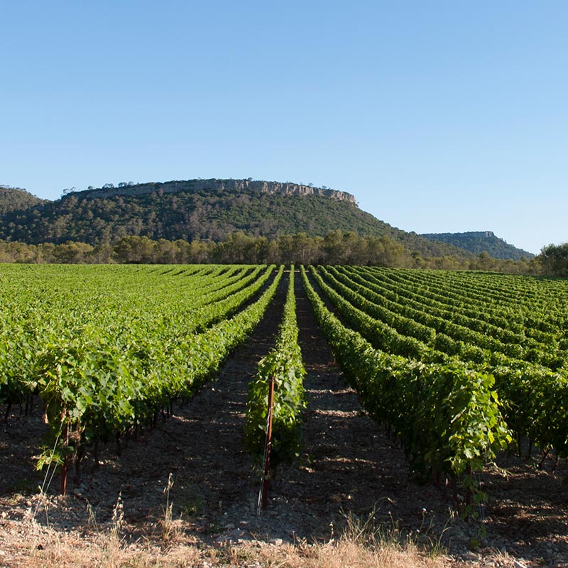Champ de vigne dans le Sud de la France